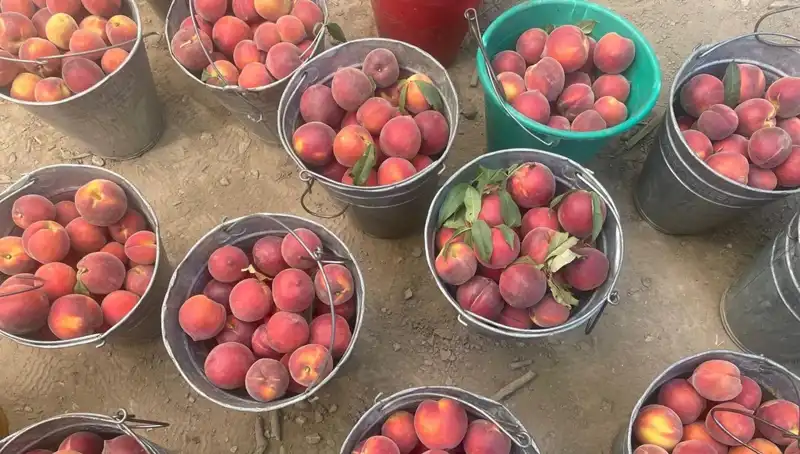 Hasat Dönemi Başladı: Çiftçilerin Yüzleri Gülüyor, Fiyatlar Rekor Kırıyor!