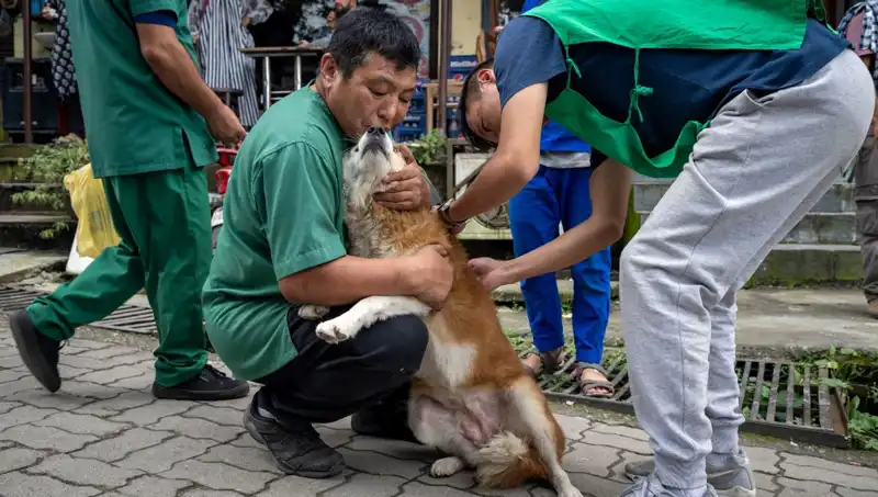 Filipinler'de Kuduz Krizi: 2024'te Rekor Ölüm Sayısı ve Hayati Önlemler