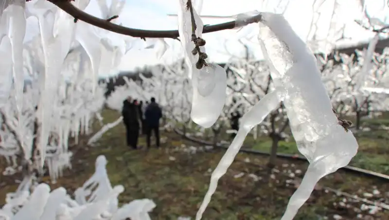 Soğuk Hava Dalgası Ağaçları Dondurdu: Tomurcukların Yüzde 80'i Çiçek Açtı!