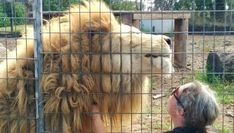 Avustralya'da Şok İddia: Aslan Kafeste Kadının Kolunu Kopardı!