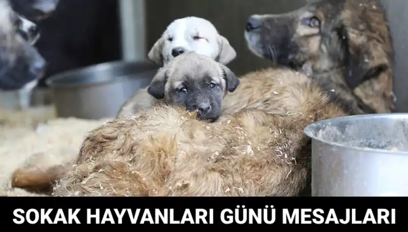 Dünya Sokak Hayvanları Günü: Sevgi ve Farkındalığın Yükseldiği Gün