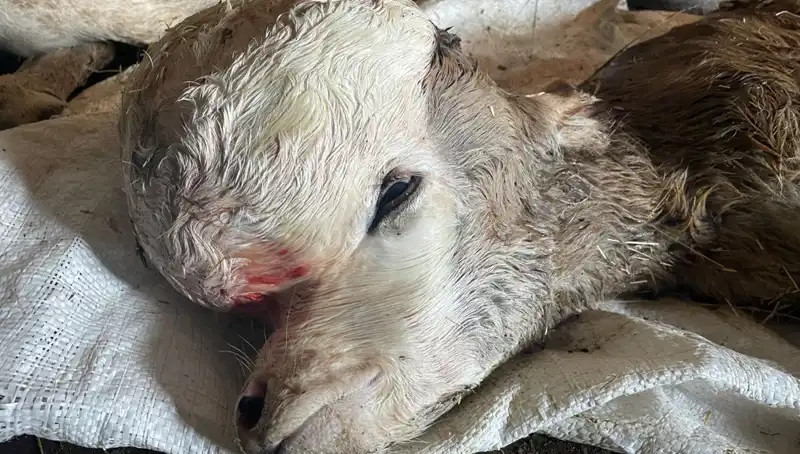 Anomalili Doğan Buzağı, Çiftlikte Şaşkınlık Yarattı: İlk Kez Görülen Olay!