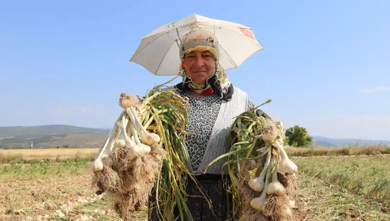 Kavurucu Sıcaklarda Zorunlu Mesai: Günlük 1200 TL Kazanan İşçiler